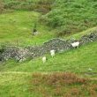 Sheeps grazing beside a drystone wall